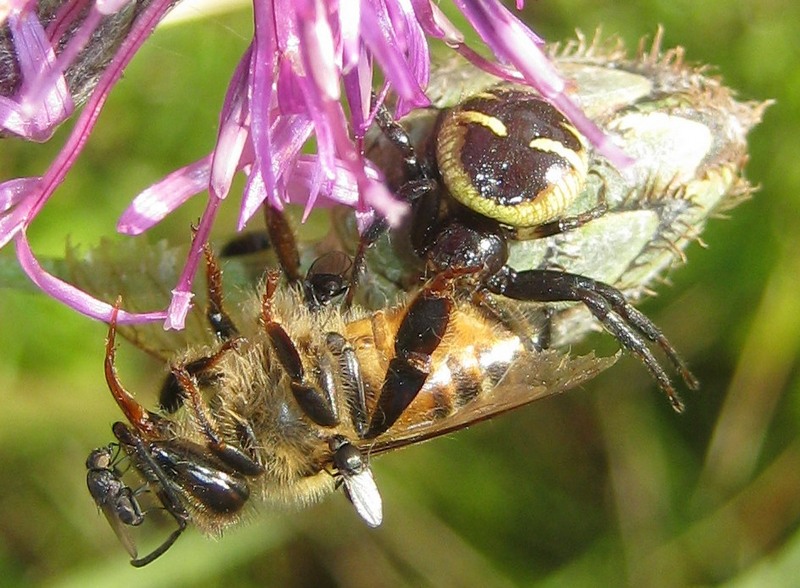 Moschine opportuniste - Milichiidae, Desmometopa sp.